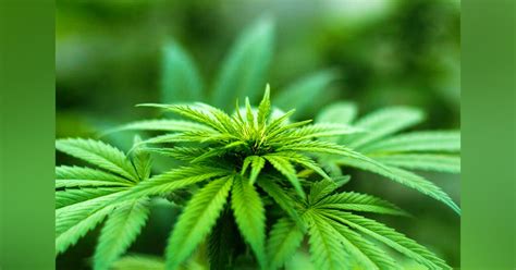 Ethereum: Is it legal to use rented dedicated servers to mine?
